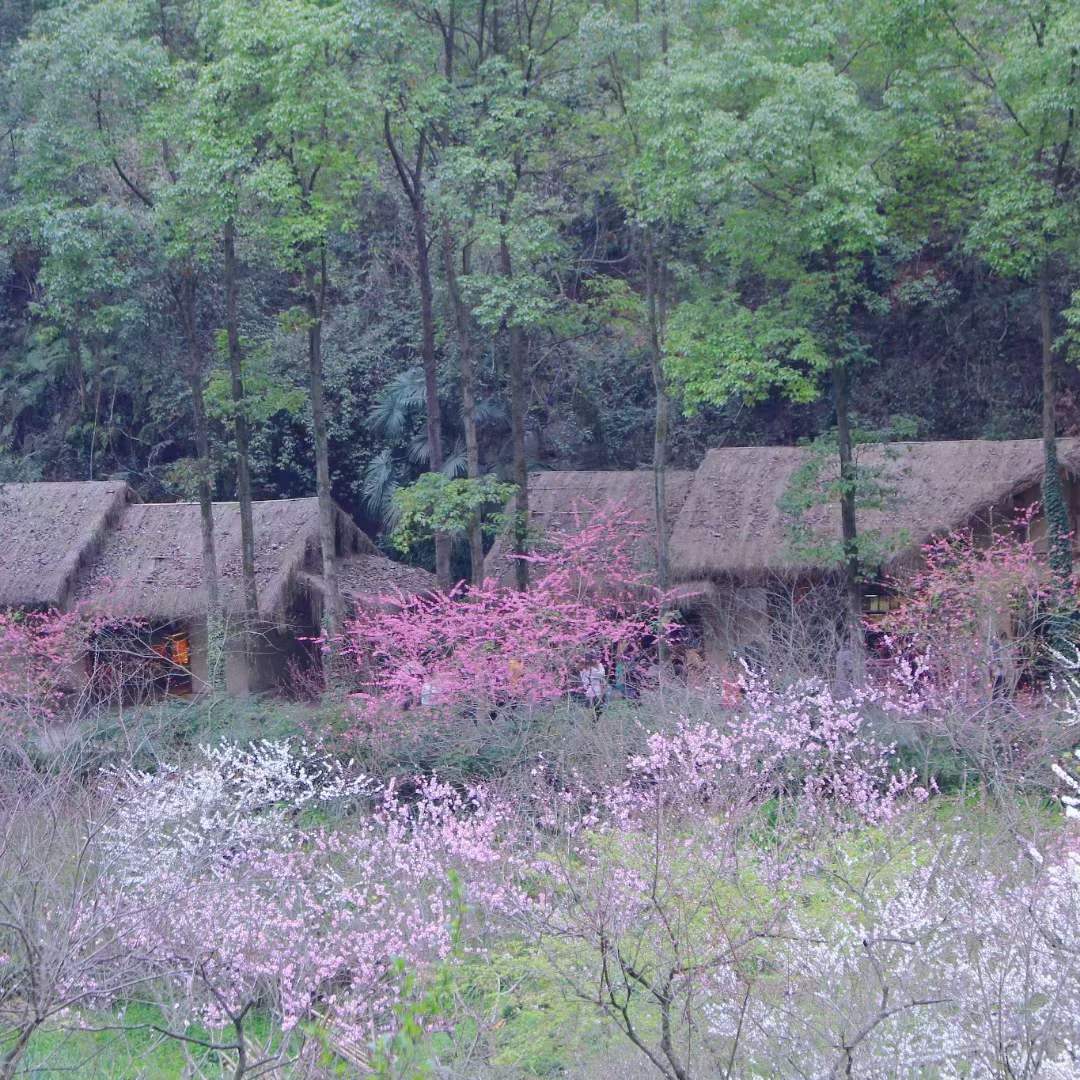 快来打卡，酉阳桃花源 · 叠石花谷迎来盛花期！