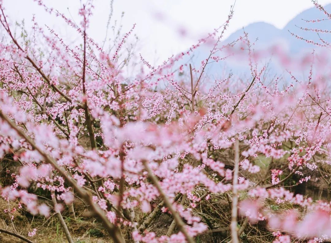 来叠石花谷｜赴一场浪漫花事